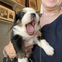 Australian Shepherd Puppies from Copper Sky Aussies of the Cental Coast