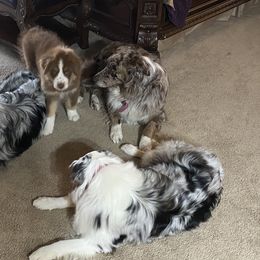 Australian Shepherd Puppies from Big Sky Aussies