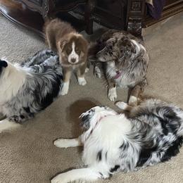 Australian Shepherd Puppies from Big Sky Aussies