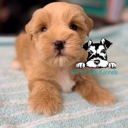 Sunni - Wheaten female Miniature Schnauzer puppy in Kaufman, Texas from KK’s Krazy Kennels
