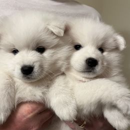 American Eskimo Dog Puppies from Northland Sky Eskies