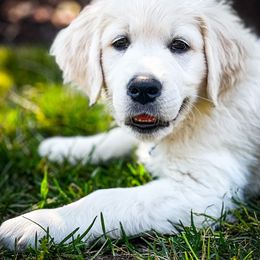 Golden Retriever Puppies from Freedom Retrievers