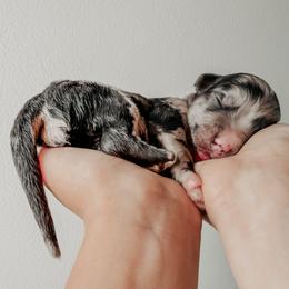 Cappi - Merle male Sheepadoodle puppy in Wabash, Indiana from DOODCompany