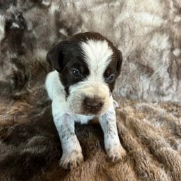 Girl 5 - Wirehaired Pointing Griffon puppy in Jerome, Idaho from Double R Griffons