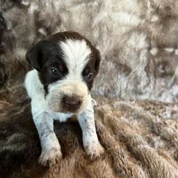Girl 5 - Wirehaired Pointing Griffon puppy in Jerome, Idaho from Double R Griffons