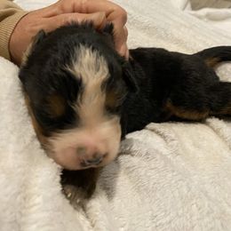 Cheesecake - Black rust and white female Bernese Mountain Dog puppy in Rural Retreat, Virginia from Bernese Bunker