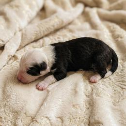 Panda - Tri-color male Bernedoodle puppy in Milton, Florida from Sutton Place Doodles