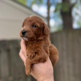 Zazu - Red  male Goldendoodle puppy in Jacksonville, Florida from Dandelion Doodles