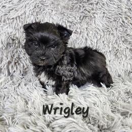 Wrigley - Black and tan male Yorkshire Terrier puppy in Adair, Oklahoma from Phillippe's Puppy Paws