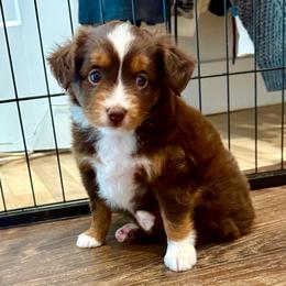 JACE - Red tri-color female Miniature American Shepherd puppy in Bixby, Oklahoma from Roeboat Aussies