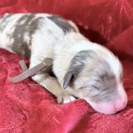 Snickerdoodle - Red merle male Australian Shepherd puppy in San Marcos, California from Faith Family Freedom Farm
