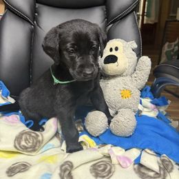 Mr.Green - Black male Labrador Retriever puppy in Berlin, Wisconsin from Gypsy Miracle Kennels