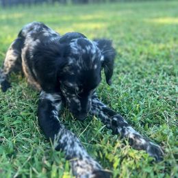Amethyst - Merle Goldendoodle puppy in Charlotte, North Carolina from Ben and Jerry Doodles
