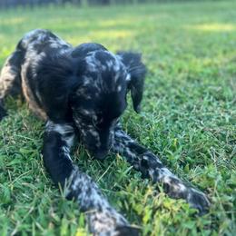Amethyst - Merle Goldendoodle puppy in Charlotte, North Carolina from Ben and Jerry Doodles