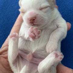 Mi-Ki Puppies from Orlando Mi-Kis