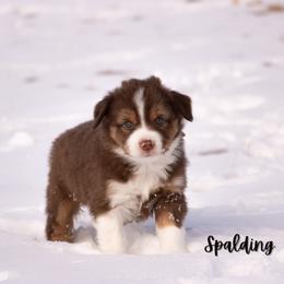 Spalding - Red tri male Miniature Australian Shepherd puppy in Blackfoot, Idaho from Bellewynd Acres