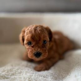 Maple - Red male Maltipoo puppy in San Diego, California from Maltipoos SD