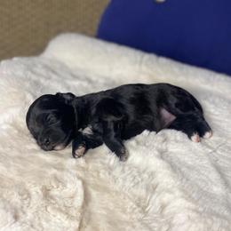 Lucy, black with white chest - Black and silver female Havapoo puppy in Tropic, Utah from Lady Paws-Kara