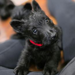 Rosie red collar - Black female Scottish Terrier puppy in Seymour, Missouri from Fairview's Precious Pups