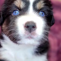 Coal - Black tri-color Australian Shepherd puppy in Glendale, Arizona from Kerr Aussies