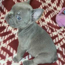 Adelle - Blue female French Bulldog puppy in Graham, Washington from Kristy's French Bulldogs & Mini Schnauzers