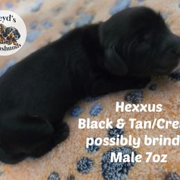 Hexxus - Black and tan male Dachshund puppy in Hoquiam, Washington from Heyd's Mini Dachshunds