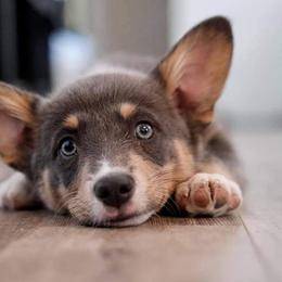American Corgi and Pembroke Welsh Corgi Puppies from Magnolia Creek Corgis