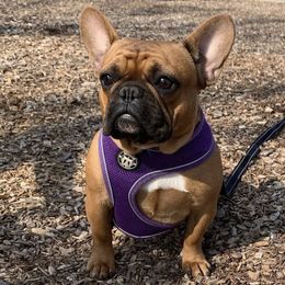 French Bulldogs from Flores Frenchies
