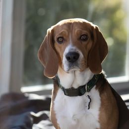 Beagle All Grown Up from Idaho Creekside Beagles