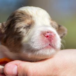 Red orange girl - Red merle female Australian Shepherd puppy in Clarkrange, Tennessee from Vom Wolff