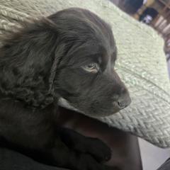 Light blue - Chocolate male Boykin Spaniel puppy in Haslett, Michigan from Schroeder Boykins