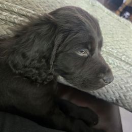 Light blue - Chocolate male Boykin Spaniel puppy in Haslett, Michigan from Schroeder Boykins