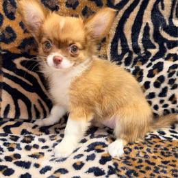 Bailey - Chocolate sabled fawn female Chihuahua puppy in Fredericksburg, Indiana from Country Star Chihuahuas