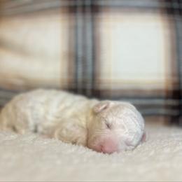 Winter - White female Poodle puppy in Quitman, Mississippi from P&D Palace