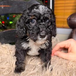 Storm - Tri-color female Bernedoodle puppy in Tyner, Kentucky from Good Dog Doodles