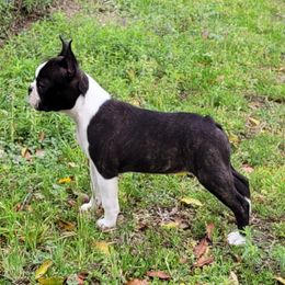 Lilo - Boston Terrier