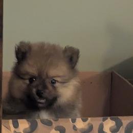 Pomeranians from Mom & daughter Pomeranians ✨