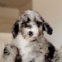 Wren - Blue merle female Bernedoodle puppy in Maricopa, Arizona from Desert Ridge Doodles