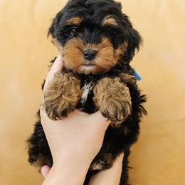 Male Mini Multigenerational Bernedoodle 'Slinky' Blue Collar - Phantom male Bernedoodle puppy in Kamas, Utah from A + E Farms