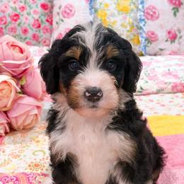 Derek - Tri-color male Bernedoodle puppy in Kilgore, Texas from Furry Tail Doodles