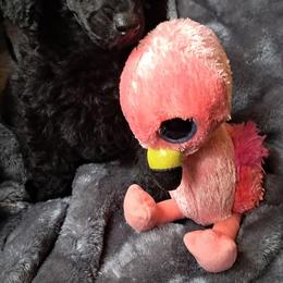 Lilly - Black female Poodle puppy in Athens, Texas from It's  A Dog Thing