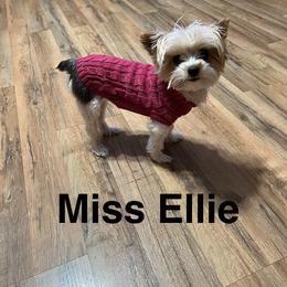 Yorkshire Terrier All Grown Up from Dj’s House of Yorkies