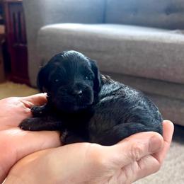 Alan - male Aussiedoodle puppy in Utica, Ohio from Poodle Me Crazy