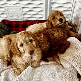Goldendoodle Puppies from Lundee Doodles