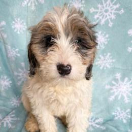 Roux - Merle female Bernedoodle puppy in Canterbury, Connecticut from Katelyn A