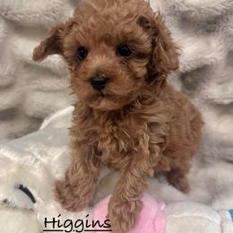 Higgins - Red  male Poodle puppy in Traverse City, Michigan from Riyem Wildflower Farms