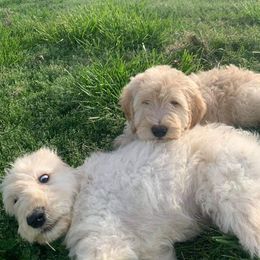 Goldendoodle Puppies from Toneytails Doodles