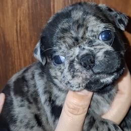 Blue Merle Boy 1 with double blue eyes - Black male Pug puppy in Gadsden, Alabama from Carla's Pugs