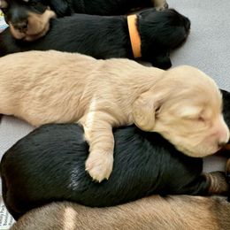 Khloe - Dachshund puppy from Farmhouse Dachshunds