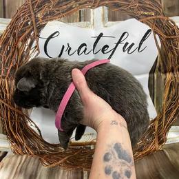 Girl 2 - Blue female German Shepherd puppy in Pelham, North Carolina from P & P Shepherds